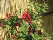 foto Pote flores Cestrum arbusto vermelho