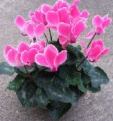 foto Flores de salón Persa Violeta herbáceas, Cyclamen rosa