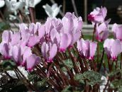 lila Perzisch Violet Kruidachtige Plant