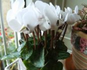 foto Pot Blomster Persisk Violet urteagtige plante, Cyclamen hvid