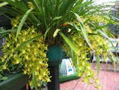 снимка Интериорни цветове Cymbidium тревисто жълт