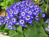 фото Комнатные цветы Цинерария окровавленная (Крестовник) травянистые, Cineraria cruenta, Senecio cruentus синий