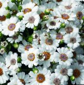foto Unutarnja Cvjetovi Sinerarija Cruenta zeljasta biljka, Cineraria cruenta, Senecio cruentus bijela