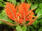 fotografie Pokojové květiny Zebra Rostlina, Pomerančový Krevety Rostlina křoví, Aphelandra oranžový