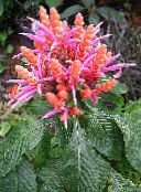 фотографија Затворене Цветови Зебра Биљка, Наранџаста Шкампи Биљка грмови, Aphelandra розе