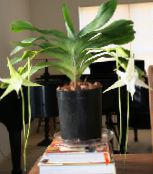 foto Pot Bloemen Komeet Orchidee, Ster Van Bethlehem Orchidee kruidachtige plant, Angraecum wit