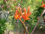 fénykép Pot Virágok Kenguru Mancs lágyszárú növény, Anigozanthos flavidus narancs