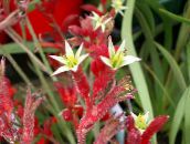 fotoğraf Saksı çiçekleri Kanguru Pençe otsu bir bitkidir, Anigozanthos flavidus kırmızı