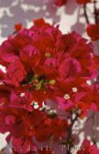 photo  Paper Flower shrub, Bougainvillea red