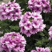 fénykép Pot Virágok Vasfű lágyszárú növény, Verbena Hybrida halványlila