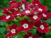 fotoğraf Saksı çiçekleri Mine Çiçeği otsu bir bitkidir, Verbena Hybrida koyu kırmızı