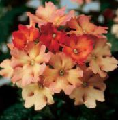 φωτογραφία Εσωτερικά λουλούδια Λουίζα ποώδη, Verbena Hybrida πορτοκάλι