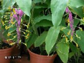 foto Pot Bloemen Dansende Dame kruidachtige plant, Globba-winitii lila