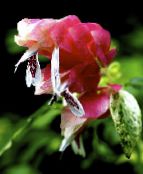 фотографија Затворене Цветови Црвена Шкампи Биљка грмови, Beloperone guttata бео