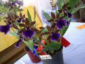 fotografie Pokojové květiny Zygopetalum bylinné modrý