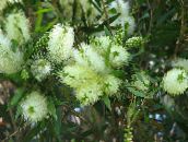 foto Unutarnja Cvjetovi Bottlebrush grmovi, Callistemon bijela