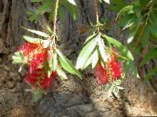 foto Pot Blomster Flaskerenser busk, Callistemon rød