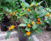 foto Pote flores Fiery Costus planta herbácea laranja