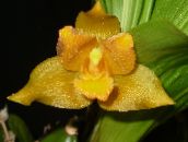 foto Pot Bloemen Lycaste kruidachtige plant geel