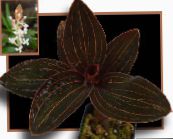 foto Pot Bloemen Juweel Orchidee kruidachtige plant, Ludisia wit