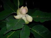 foto Pot Blomster Magnolia træ hvid