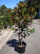 фотографија Затворене Цветови Магнолија дрвета, Magnolia бео