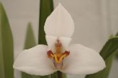 beyaz Hindistan Cevizi Pasta Orkide Otsu Bir Bitkidir