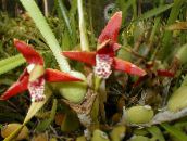 φωτογραφία Εσωτερικά λουλούδια Καρύδα Πίτα Ορχιδέα ποώδη, Maxillaria κόκκινος