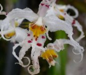 fotografija Sobne cvetje Tiger Orhideja, Šmarnice Orhideje travnate, Odontoglossum bela