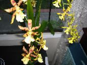 foto Podu Ziedi Tiger Orhideja, Maijpuķītes Orhideju zālaugu augs, Odontoglossum dzeltens
