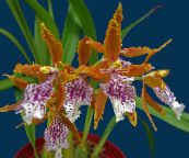 photo Pot Flowers Tiger Orchid, Lily of the Valley Orchid herbaceous plant, Odontoglossum orange