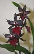 foto Krukblommor Tiger Orchid, Liljekonvalj Orkidé örtväxter, Odontoglossum vinous
