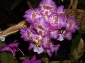 fotografija Sobne cvetje Tiger Orhideja, Šmarnice Orhideje travnate, Odontoglossum lila