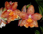 fotoğraf Saksı çiçekleri Kaplan Orkide, Vadi Orkide Zambak otsu bir bitkidir, Odontoglossum kırmızı