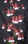 claret Dansende Dame Orchidee, Cedros Bij, Luipaard Orchidee Kruidachtige Plant
