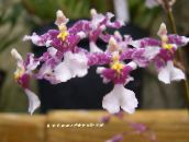 lila Dansende Dame Orchidee, Cedros Bij, Luipaard Orchidee Kruidachtige Plant