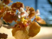 снимка Интериорни цветове Танци Дама Орхидея, Cedros Пчела, Леопард Орхидея тревисто, Oncidium кафяв