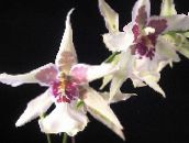 fénykép Pot Virágok Táncoló Hölgy Orchidea, Cedros Méh, Leopárd Orchidea lágyszárú növény, Oncidium fehér