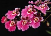 foto Pote flores Dancing Lady Orchid, Cedros Bee, Leopard Orchid planta herbácea, Oncidium rosa