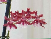 rood Dansende Dame Orchidee, Cedros Bij, Luipaard Orchidee Kruidachtige Plant