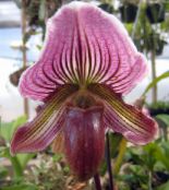 fotoğraf Saksı çiçekleri Terlik Orkide otsu bir bitkidir, Paphiopedilum mor