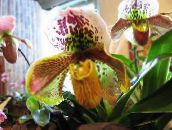 fotografie Pokojové květiny Střevíčník Orchideje bylinné, Paphiopedilum žlutý