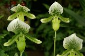 fotoğraf Saksı çiçekleri Terlik Orkide otsu bir bitkidir, Paphiopedilum yeşil