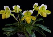 fotoğraf Saksı çiçekleri Terlik Orkide otsu bir bitkidir, Paphiopedilum sarı