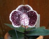 foto Pote flores Slipper Orchids planta herbácea, Paphiopedilum clarete
