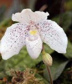 white Slipper Orchids Herbaceous Plant
