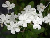 foto Pote flores Leadworts arbusto, Plumbago branco