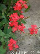 foto Kodus Lilled Leadworts põõsas, Plumbago punane