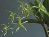 photo des fleurs en pot Coelogyne herbeux vert