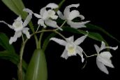 foto Pot Blomster Coelogyne urteagtige plante hvid